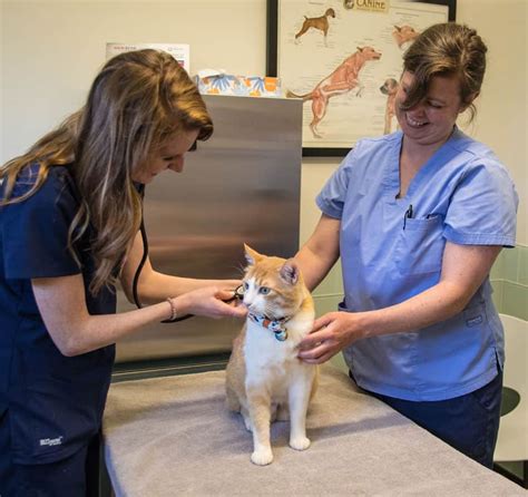 Animal medical center of chicago - Founded by Dr. Kjerstin Jacobs in 2012, Metropolitan Veterinary Center offers comprehensive pet medical care ranging from wellness visits and vaccines to holistic therapies (including acupuncture and herbal remedies) and emergency surgeries. ... Animal Medical Center of Chicago. Cat Friendly. Fear-free. CareCredit. 1618 W Diversey …